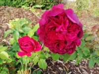 das zu löschende Bild